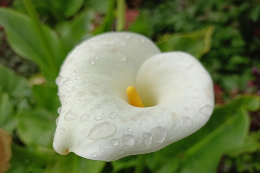 revision del realme 8 review caracteristicas realme8 fotos 2