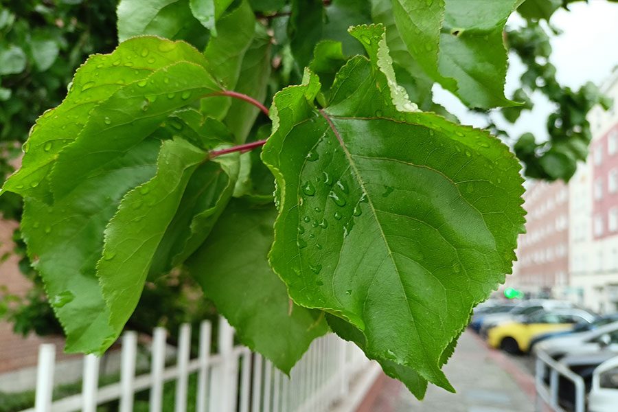 revision del realme 8 review caracteristicas realme8 fotos 3