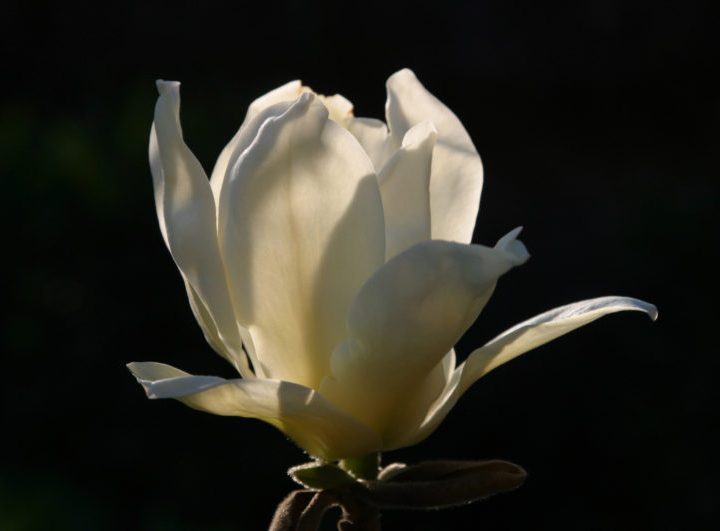 Un fondo de pantalla presuntamente creado por Steve Jobs para Mac OS X