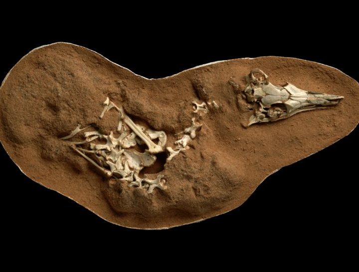 buho dinosaurio fosiles