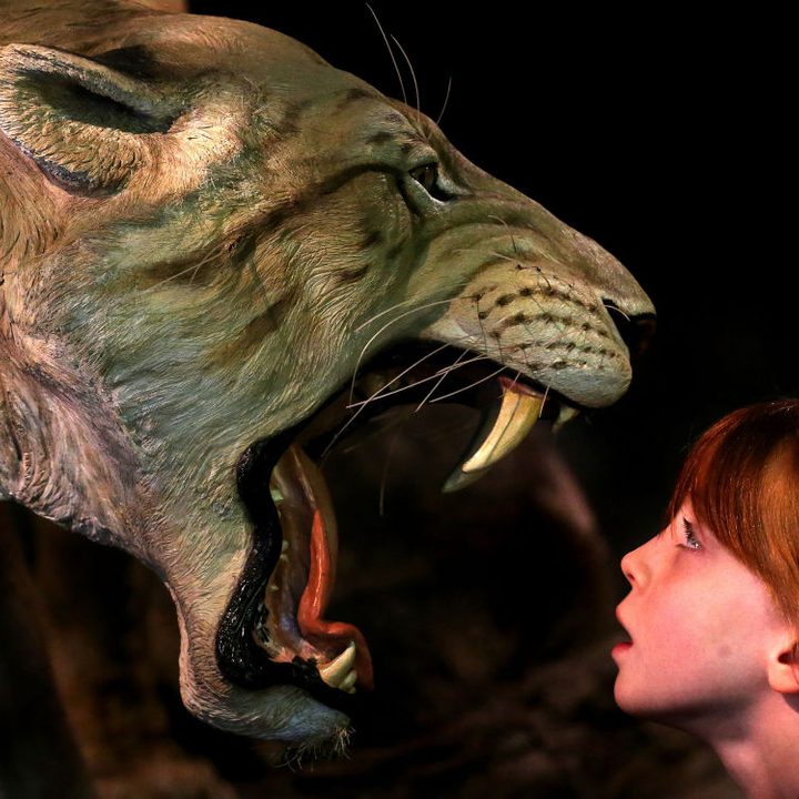 Tigre Dientes de Sable