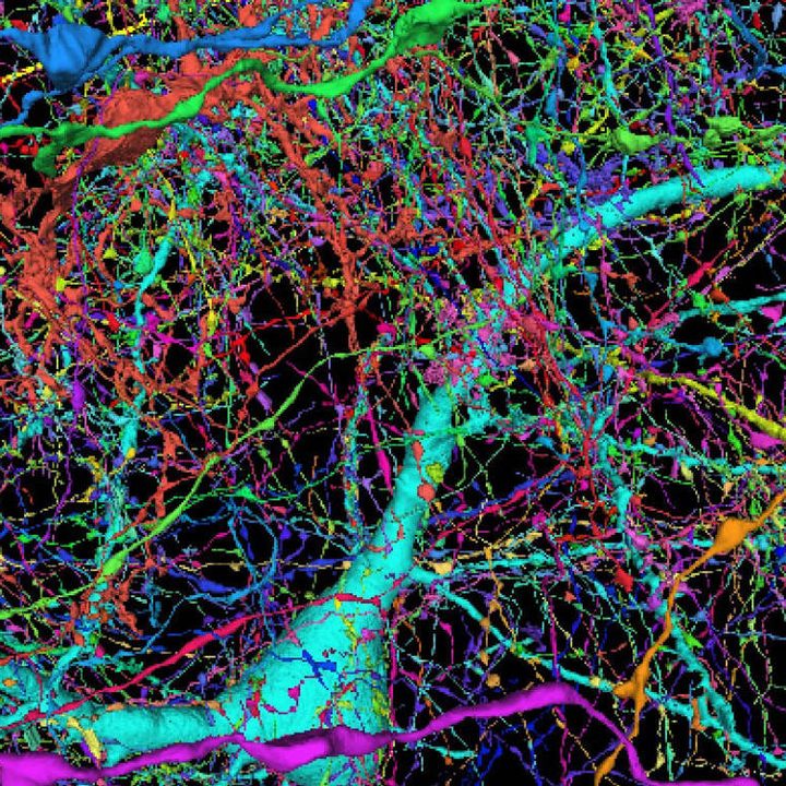 Mapa cerebro humano de Google