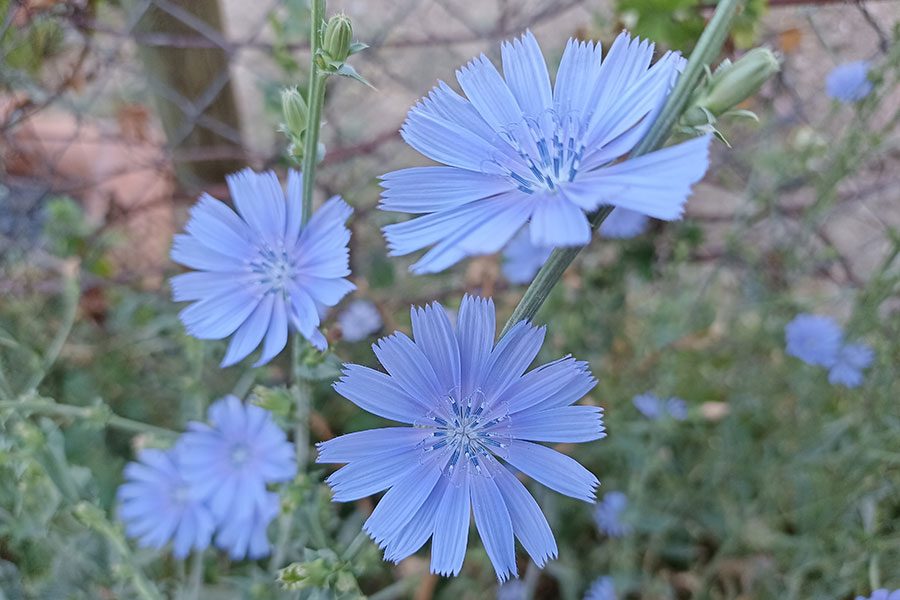 Xiaomi Redmi Note 10S