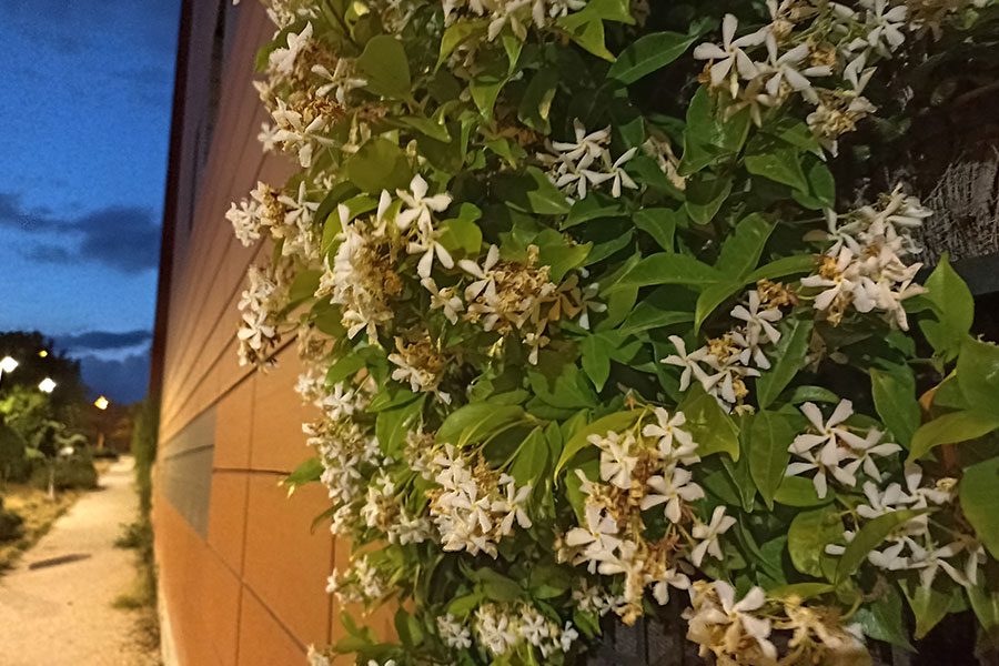 Xiaomi Redmi Note 10S