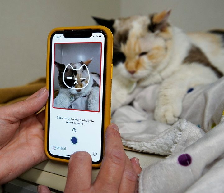 Esta aplicación puede "ver" el dolor que sufren los gatos