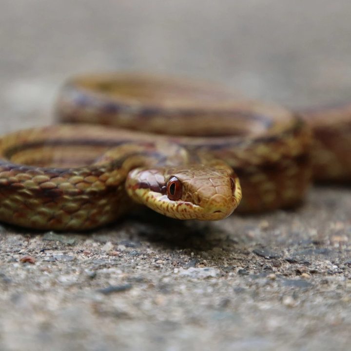 Serpientes ayudan a medir los niveles de radiación en Fukushima