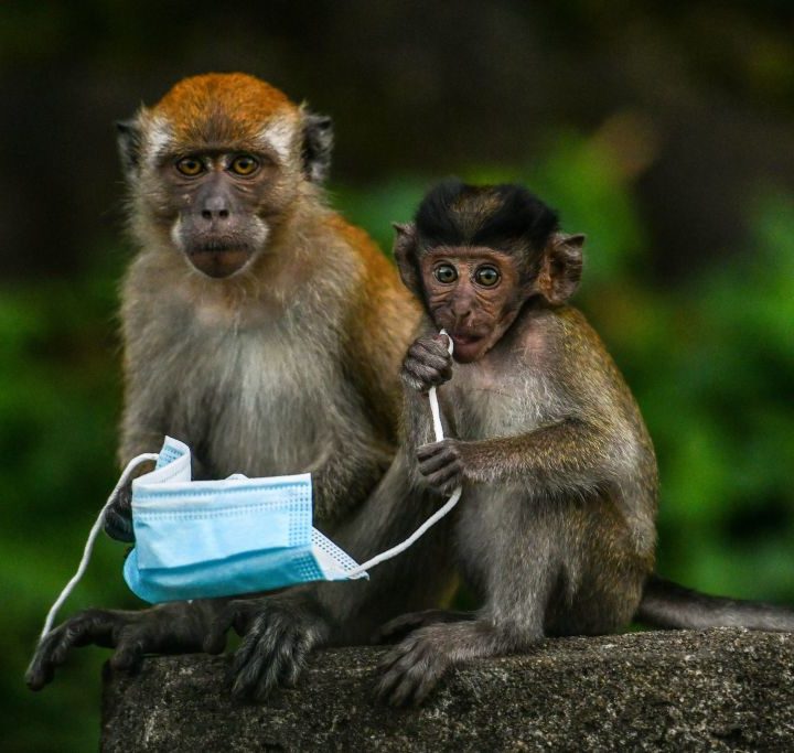 China reporta primera muerte de un humano por el virus del mono B