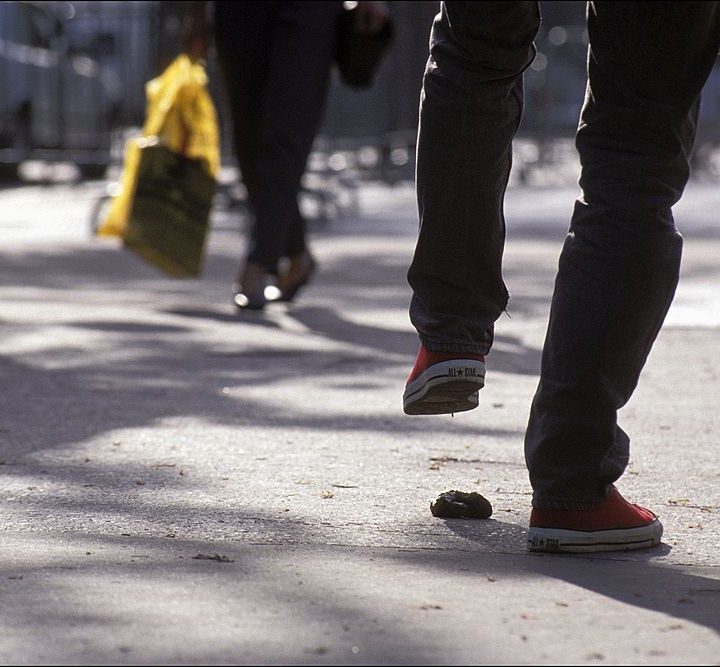 Israel rcurre al ADN para multar a quienes no limpien la caca de sus perros