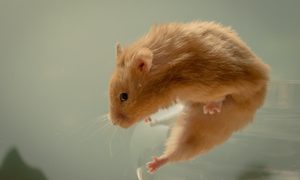 Hamster