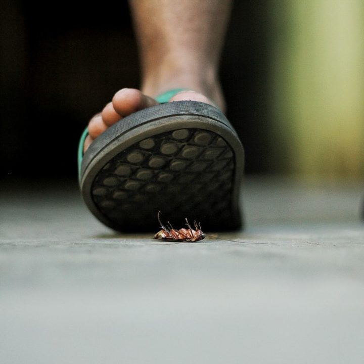 Se inspiran en las cucarachas para crear un robot imposible de aplastar