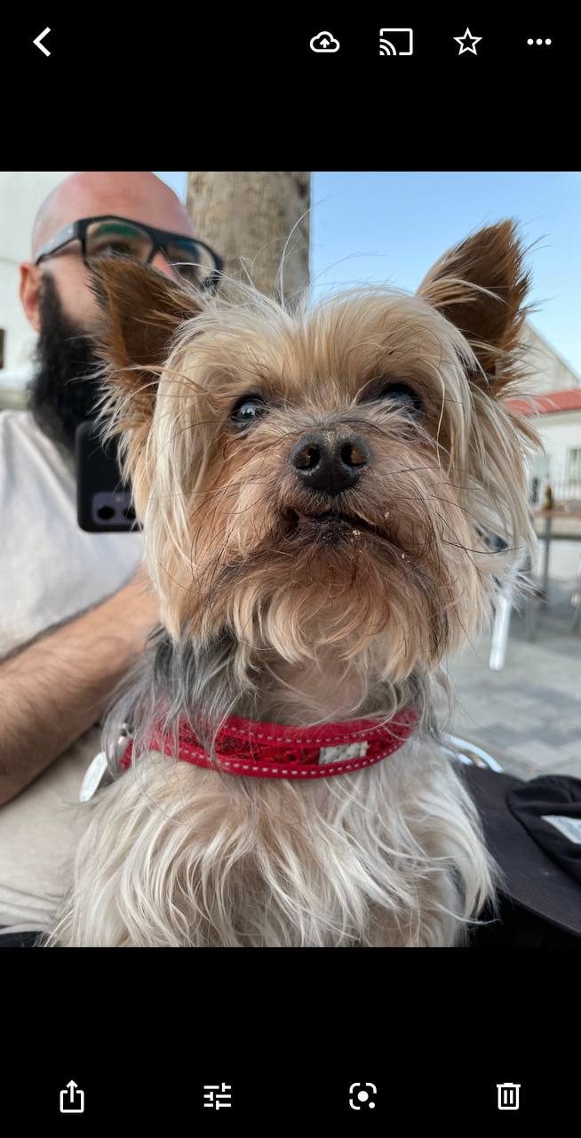 como pasar fotos iphone android photo5445182477745369721