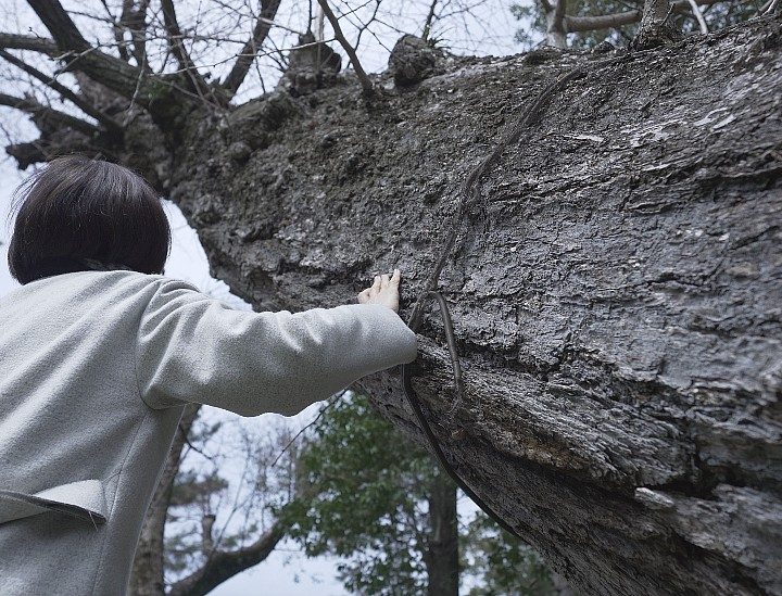 Hiroshima: la increíble historia de sobrevivencia que cuentan sus árboles