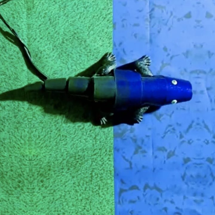 Este robot puede camuflarse y cambiar de color según el entorno