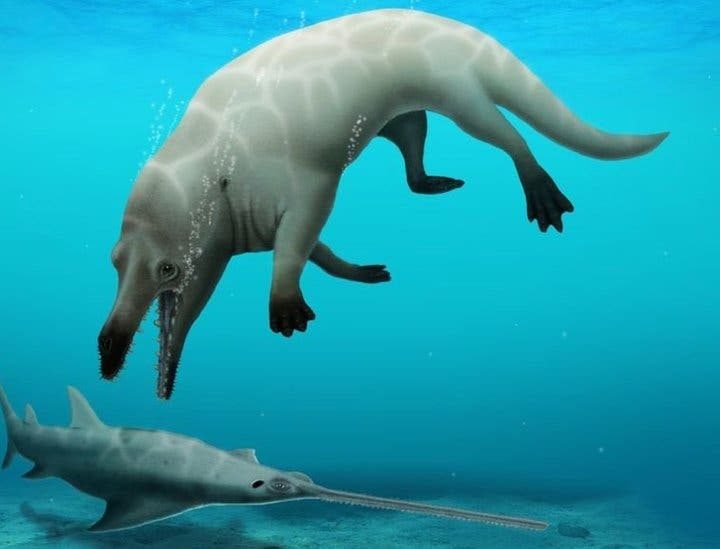 Descubren en Egipto el fósil de una ballena con cuatro patas