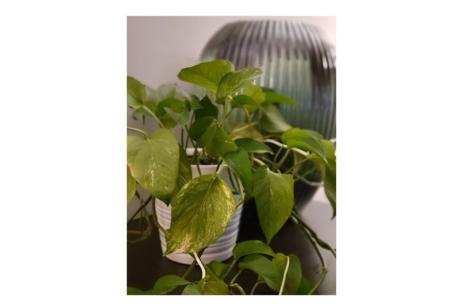 Galaxy Z Fold 3 o Galaxy Z Flip 3