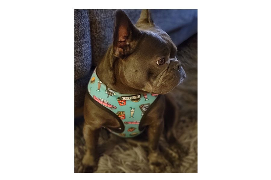 Galaxy Z Fold 3 o Galaxy Z Flip 3