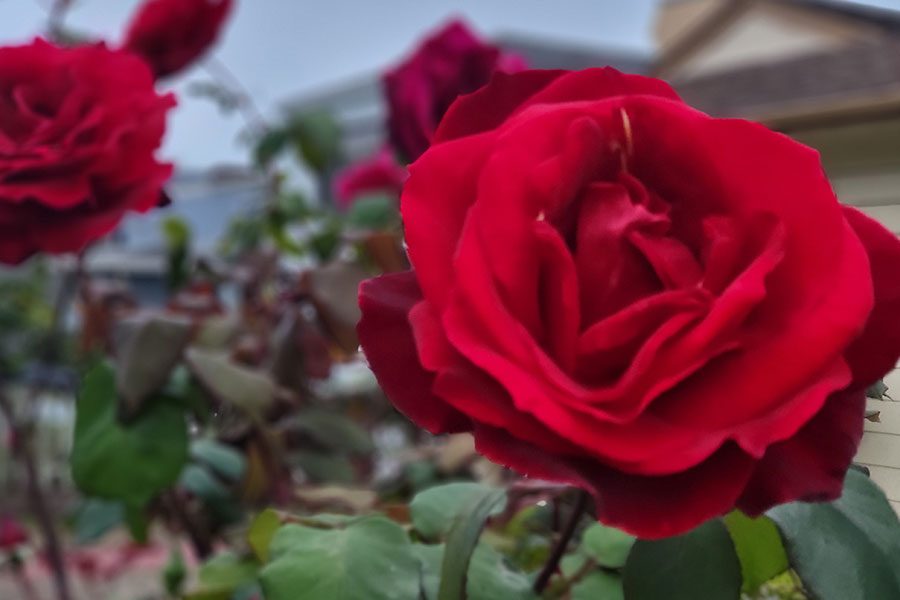 Galaxy Z Fold 3 o Galaxy Z Flip 3