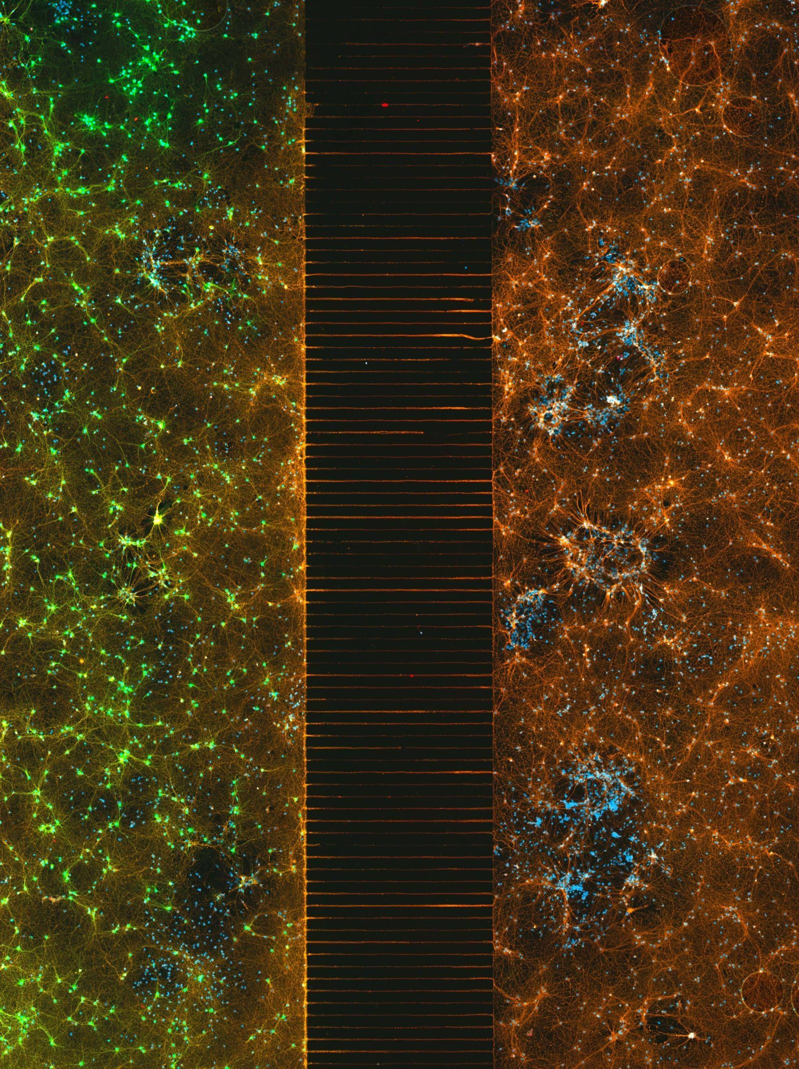 nikon small world fotos microscopio 2 paric jediandsith