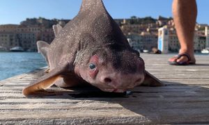 La imagen muestra un extraño ejemplar de "pez cerdo" hallado en Italia.