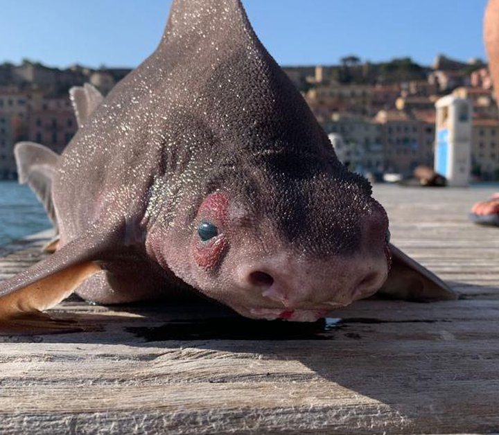 La imagen muestra un extraño ejemplar de "pez cerdo" hallado en Italia.