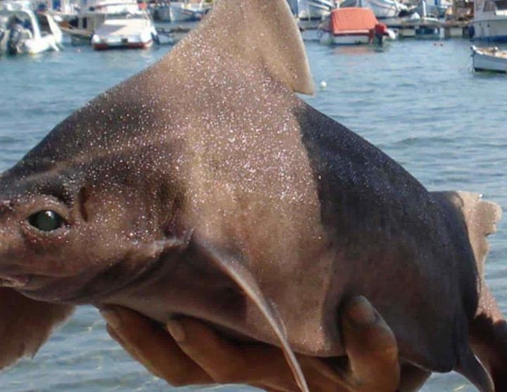 La imagen muestra un extraño ejemplar de "pez cerdo" hallado en Italia.