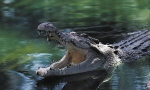 La imagen muestra a un cocodrilo en el agua.