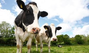 La imagen muestra a un par de vacas en el campo.