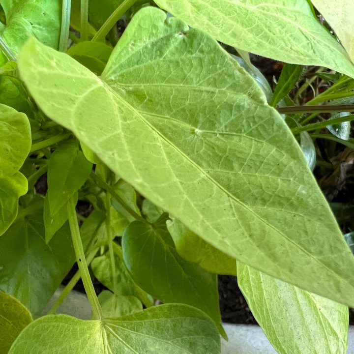 analisis iphone 13 pro max fotos