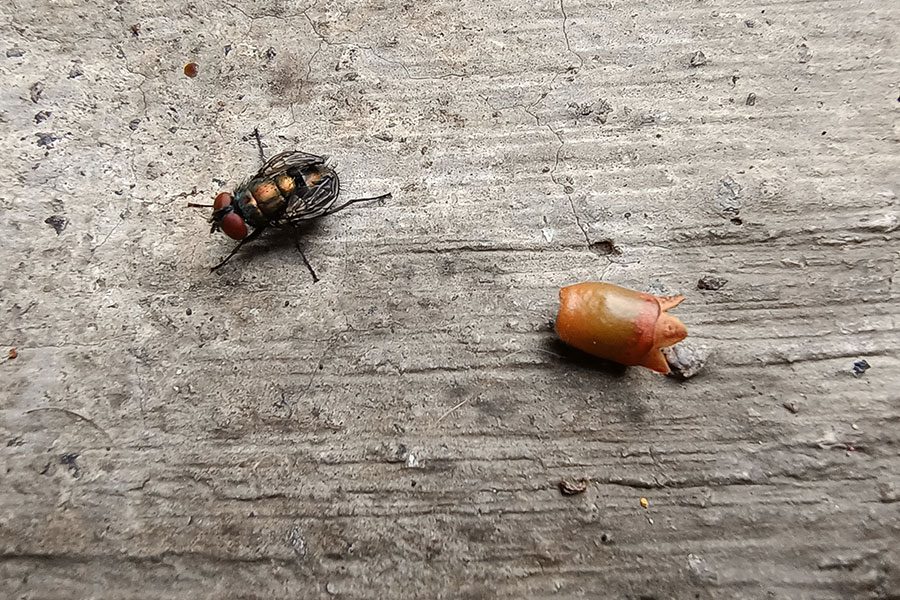 Motorola Edge 20 Lite