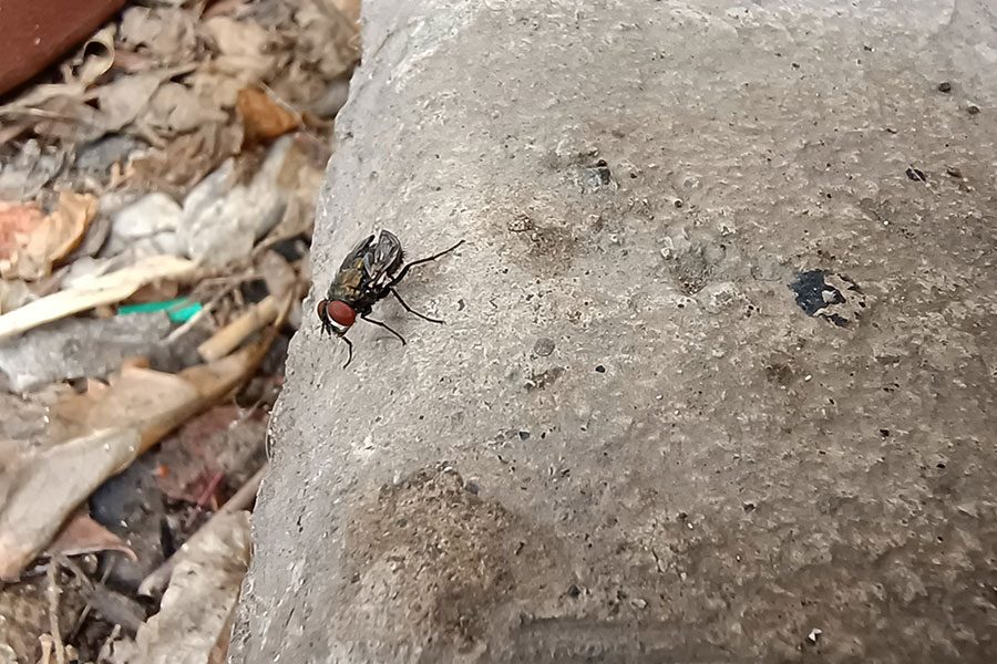 Motorola Edge 20 Lite