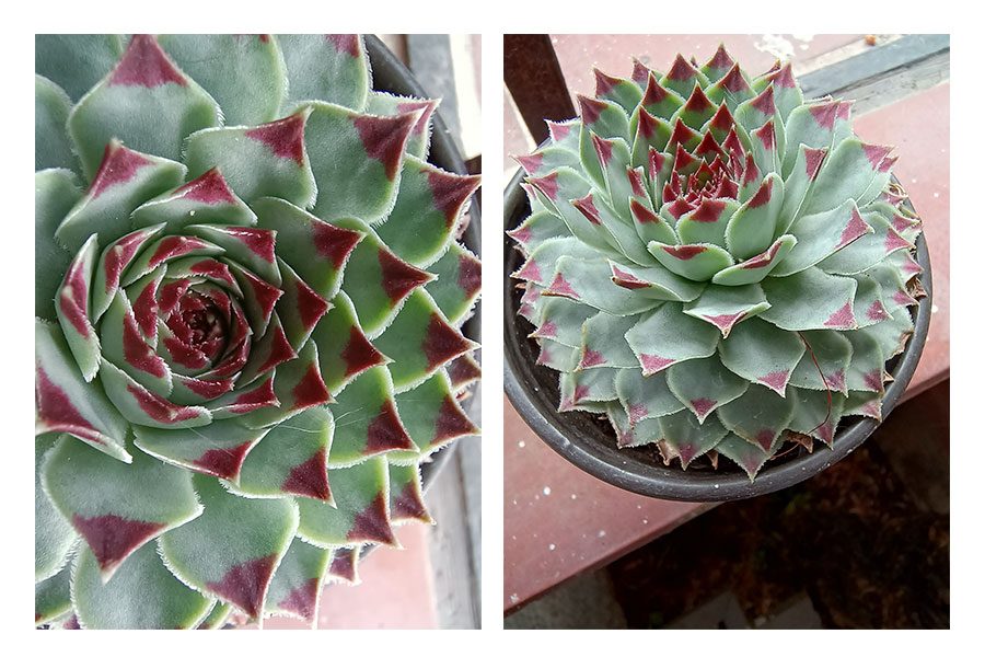 Motorola Edge 20 Lite