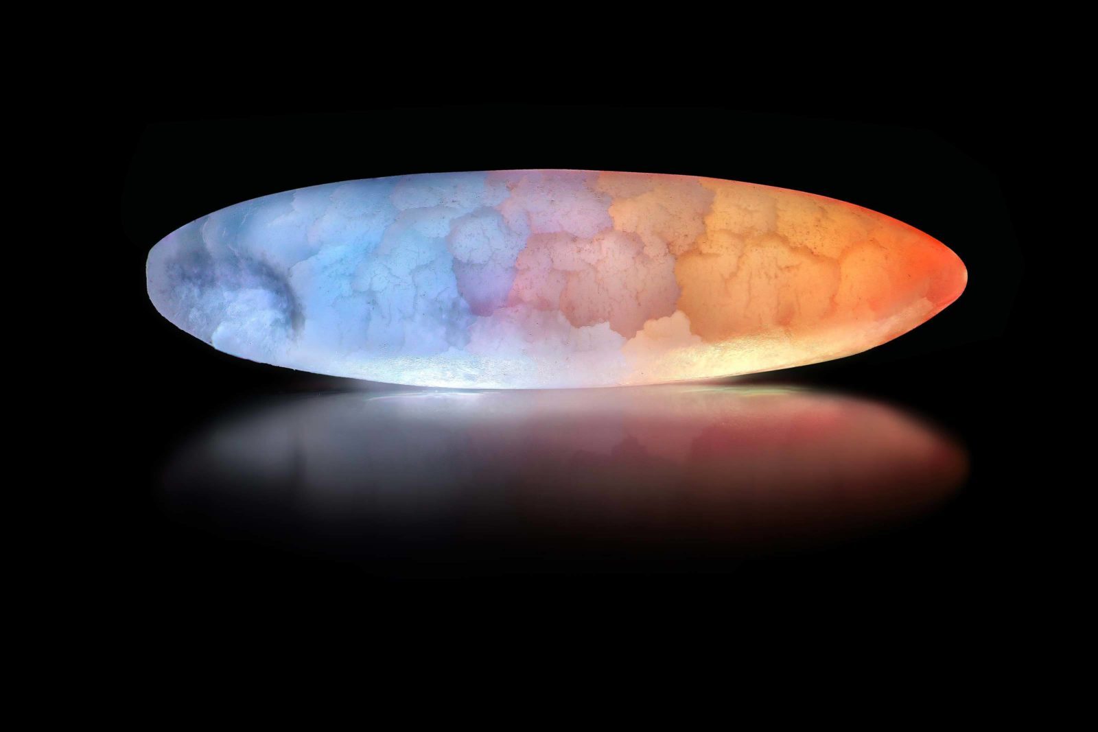 nikon small world fotos microscopio roni hendrawan rice