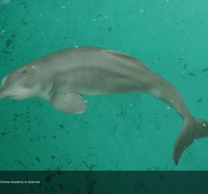 Delfín Baiji