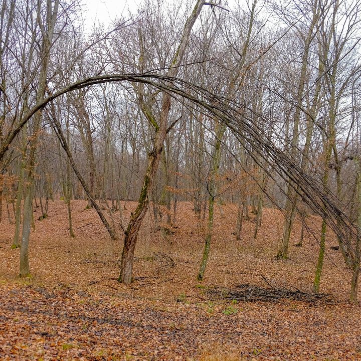 Bosque Hoia-Baciu, Rumania