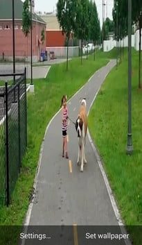 Establecer fondo de pantalla en vivo Android