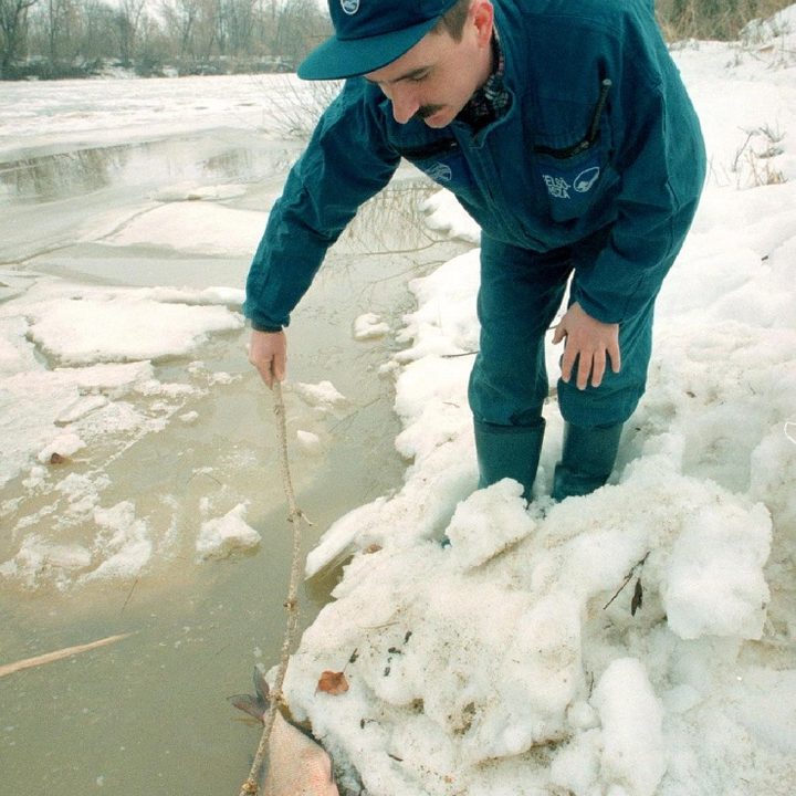 Fuga de cinauruo en Rumania