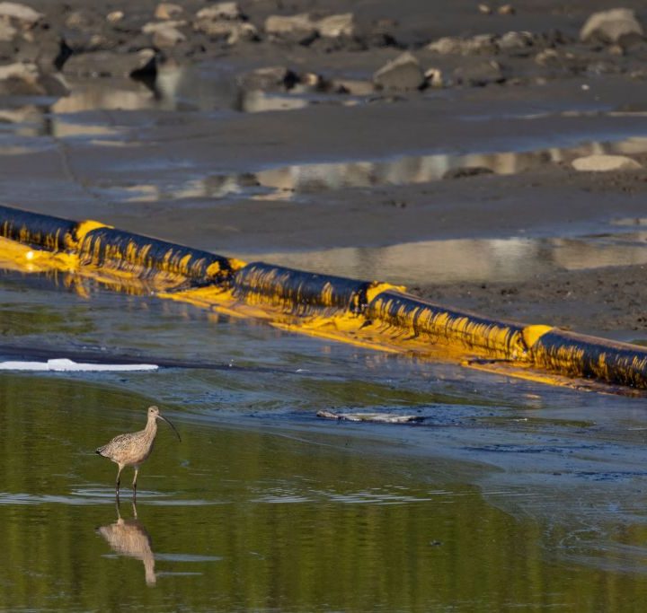 La imagen muestra las consecuencias del derrame de petróleo en la costa sur de California.