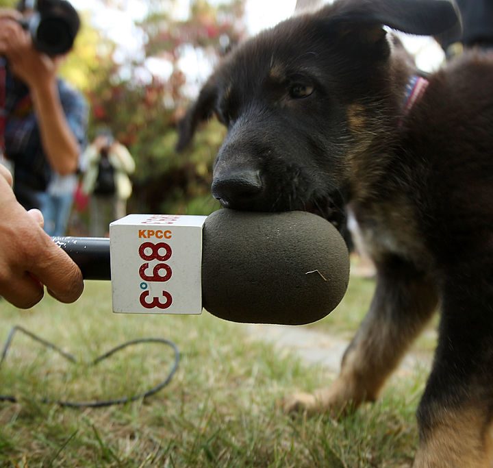 La imagen muestra un pequeño perro con un micrófono.