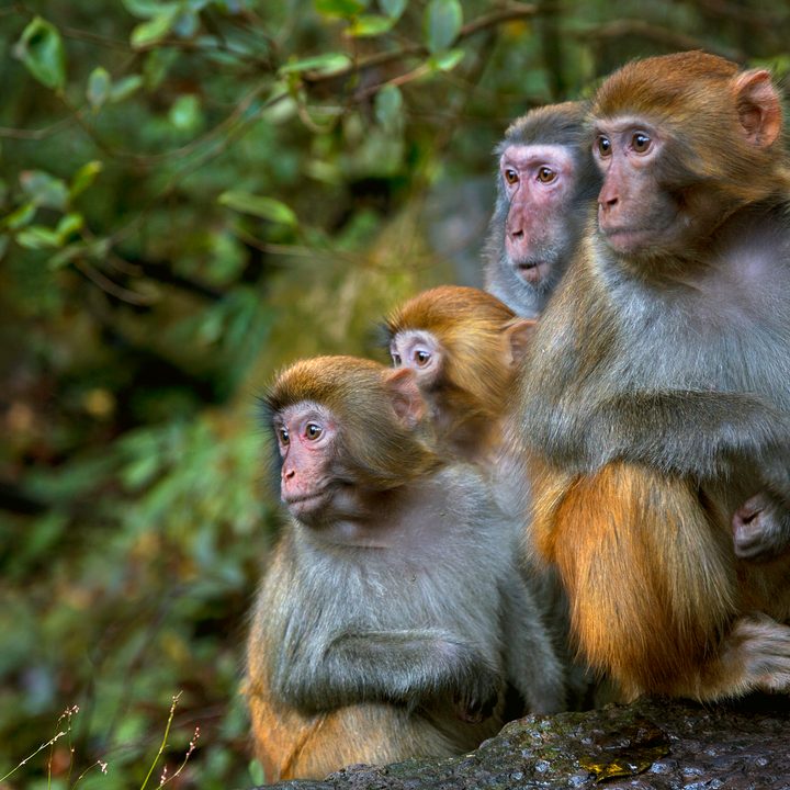 La imagen muestra una familia de macacos rhesus.