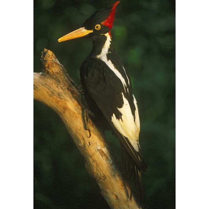 Pájaro carpintero de pico de marfil