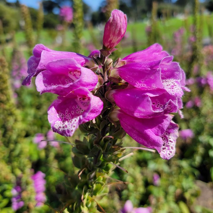 iphone 13 pro max vs galaxy s21 ultra macro samsung 1