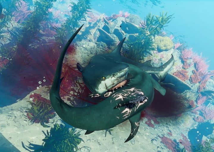 Dos tiburones peleando bajo el agua.