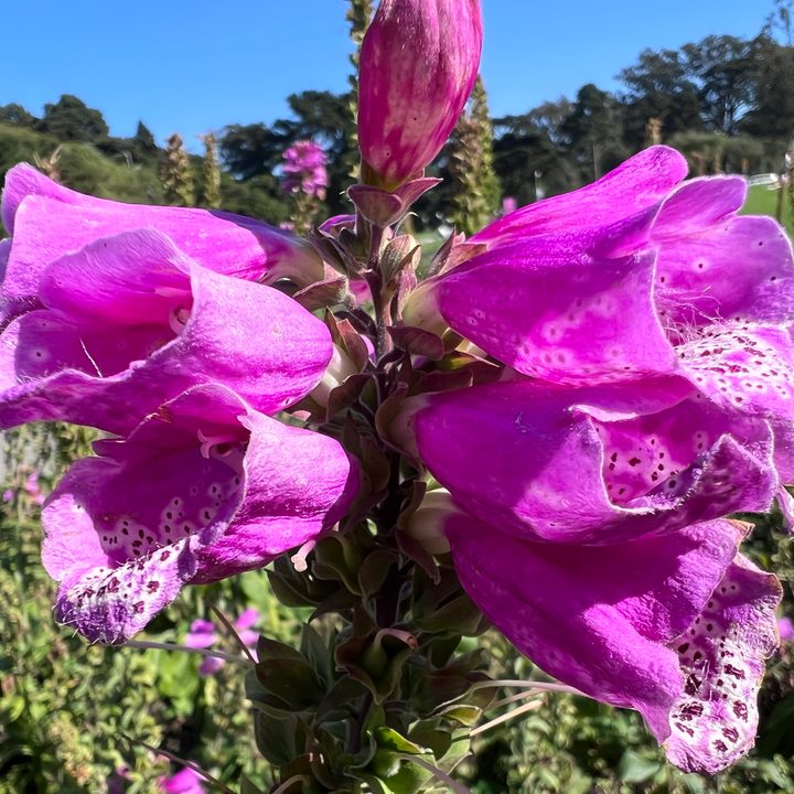 iphone 13 pro max vs galaxy s21 ultra mcro 1