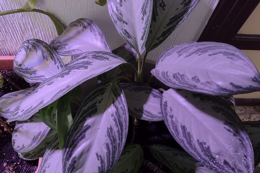 motorola defy analisis revision review motoroladefy fotos 2 10