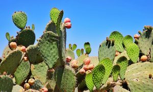 Nopal