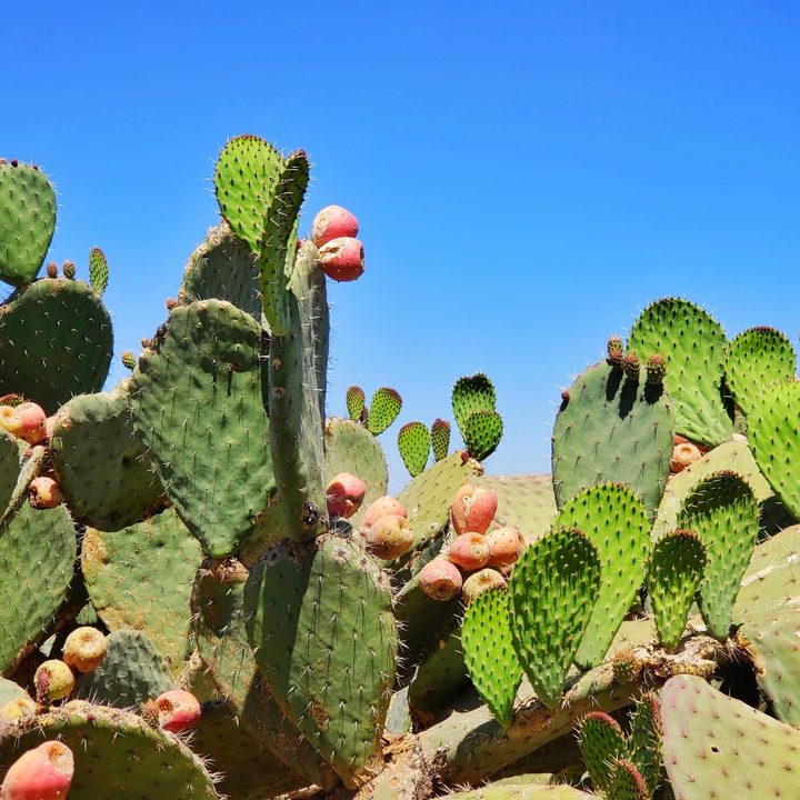 Nopal