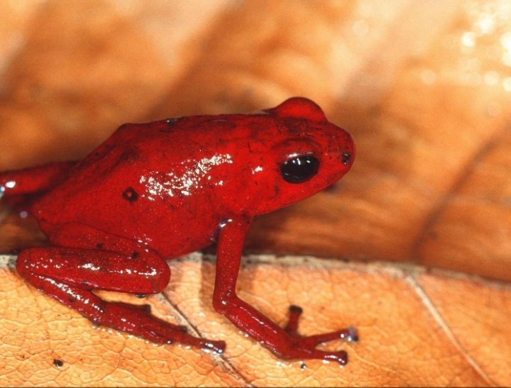 Espléndida rana venenosa