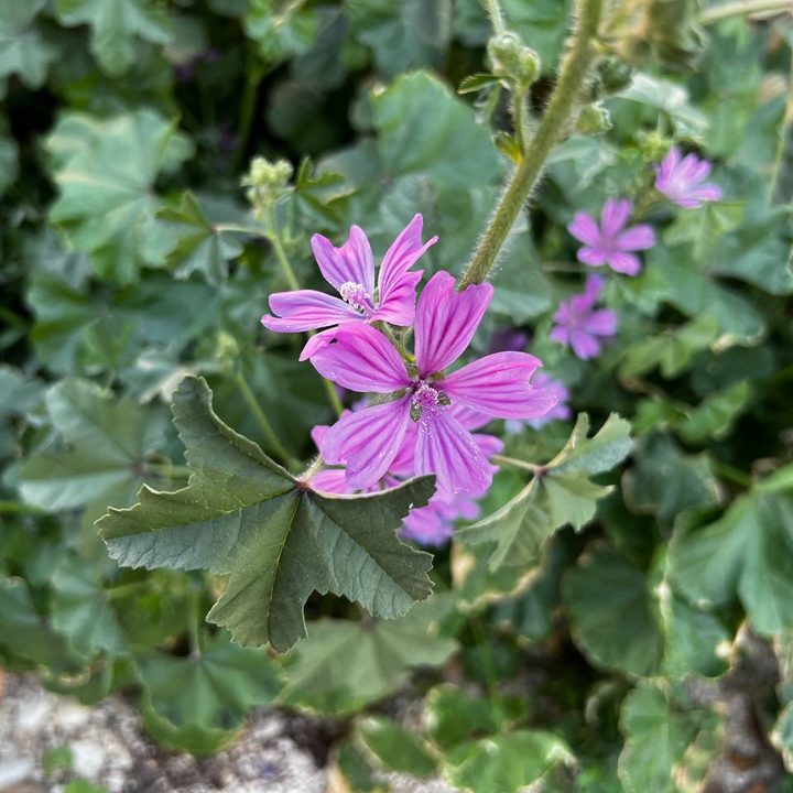 iphone 13 vs xiaomi 11t pro comparativa photo5402404375843944779