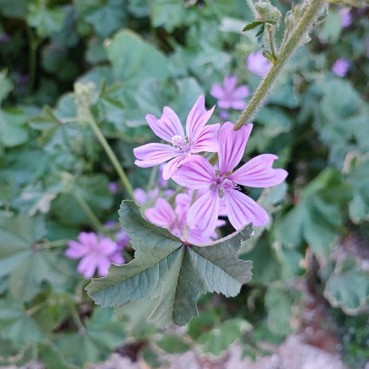 iphone 13 vs xiaomi 11t pro comparativa photo5402404375843944786