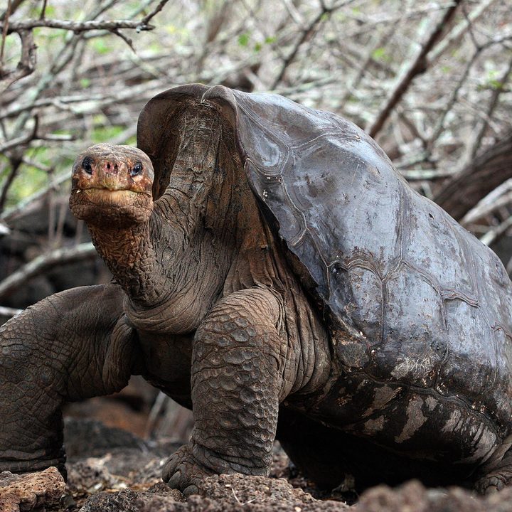 Solitario George, tortuga gigante de Pinta